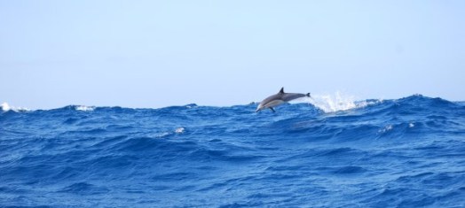 1625796_1198429002261_2920915_n